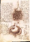 LEONARDO da Vinci, Anatomical drawing of the stomach and the intestine